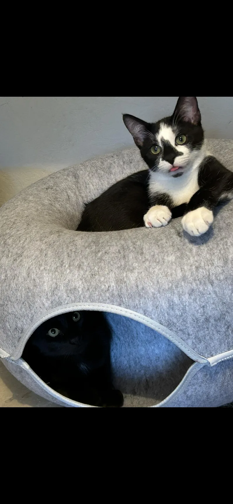 A baby small-sized male Domestic Short Hair cat named Finn for adoption in Wirtz, VA
