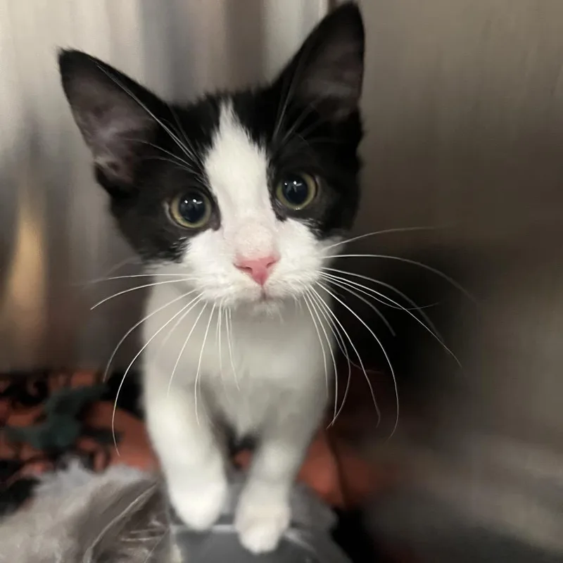 A baby small-sized male Domestic Short Hair cat named Buzz for adoption in Hinsdale, IL