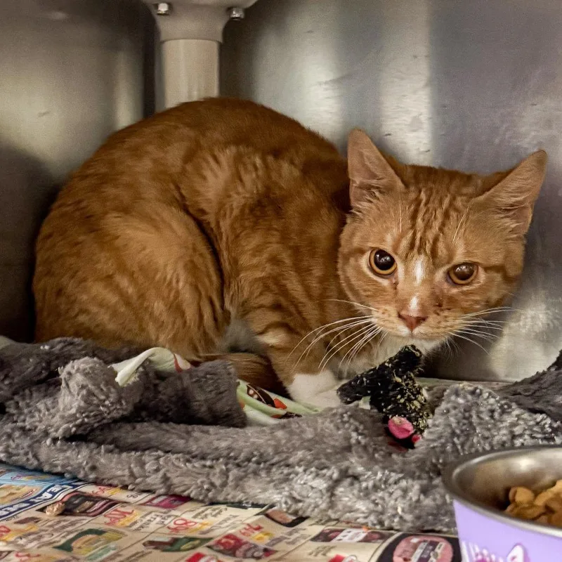 An adult small-sized male Orange / Red Domestic Short Hair cat named Garfield for adoption in Kennebunk, ME