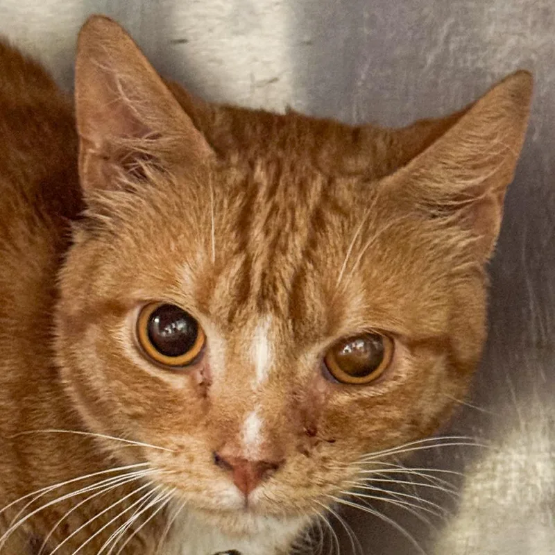 Garfield thumbnail 2