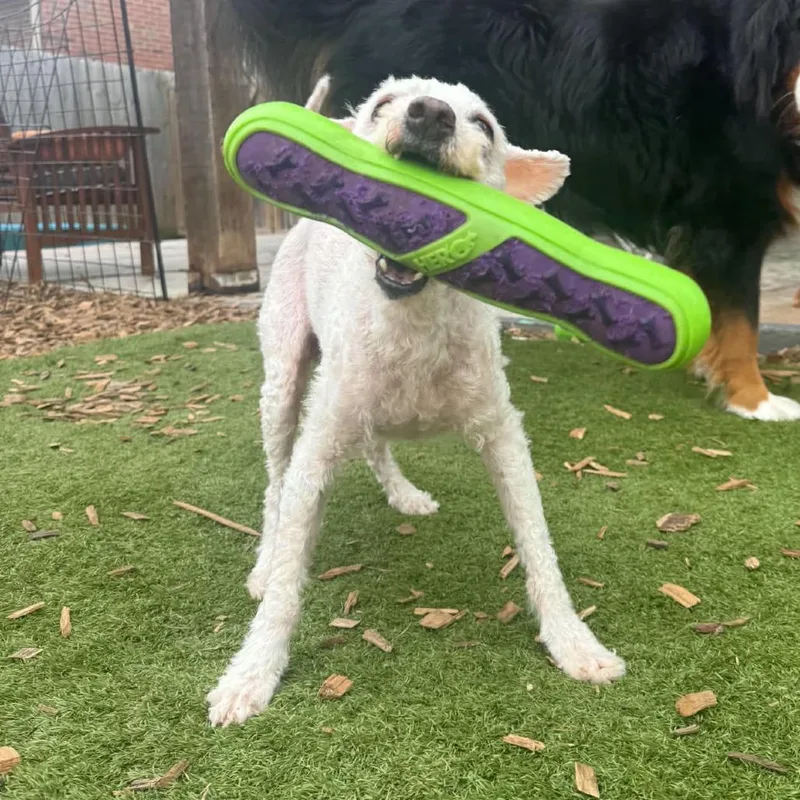 A senior small-sized male White / Cream Standard Poodle dog named Melvin for adoption in Jackson, MO