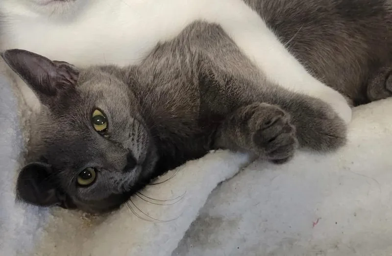 Dip