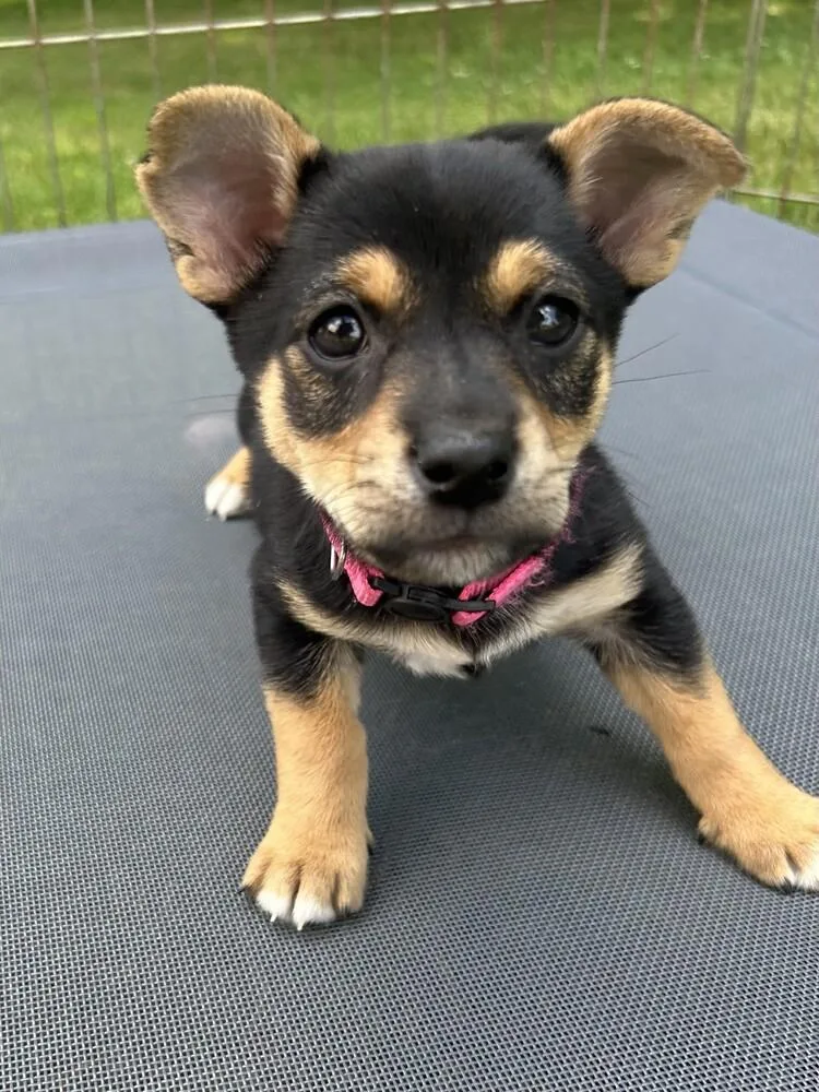 A baby small-sized male Tricolor (Brown, Black, & White) Dachshund dog named Sam for adoption in Grand Rapids, MI