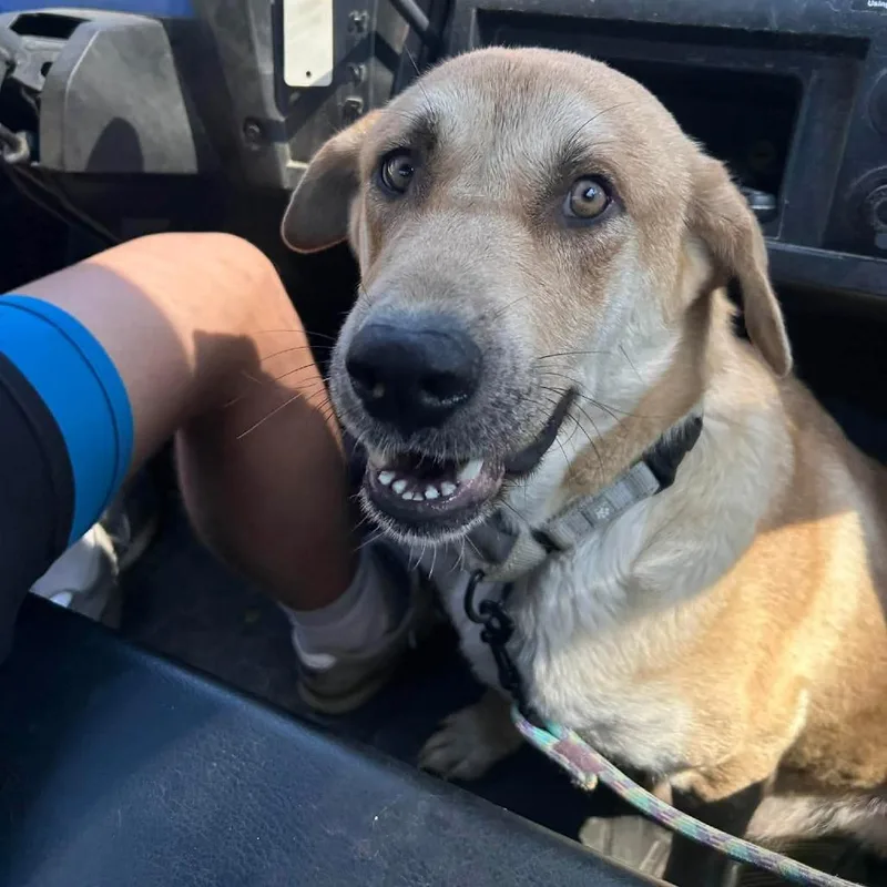 Honey Butter thumbnail 2