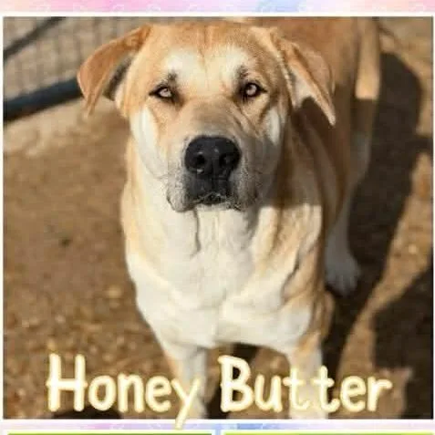Honey Butter thumbnail 3
