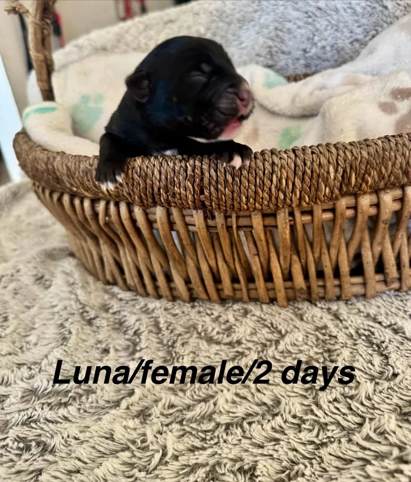 A baby medium-sized female Border Collie dog named Luna for adoption in North Bend, OR