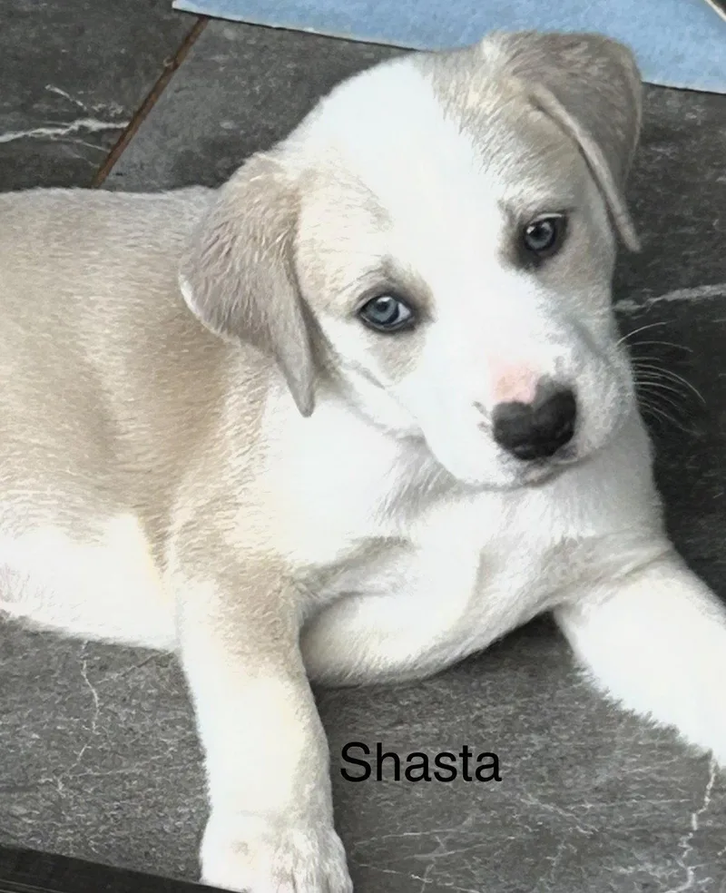 Shasta Lonestar