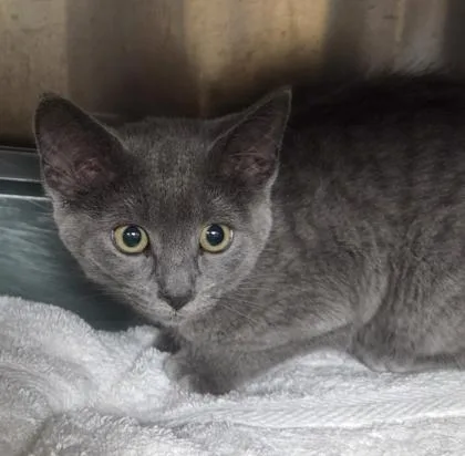A baby small-sized female Domestic Short Hair cat named Tiki for adoption in Westland, MI