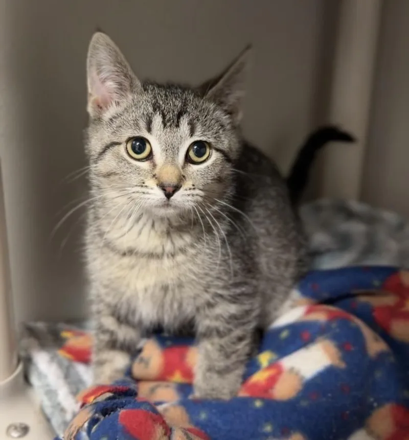 A baby small-sized female Brown / Chocolate Domestic Short Hair cat named Tiger for adoption in Bemidji, MN