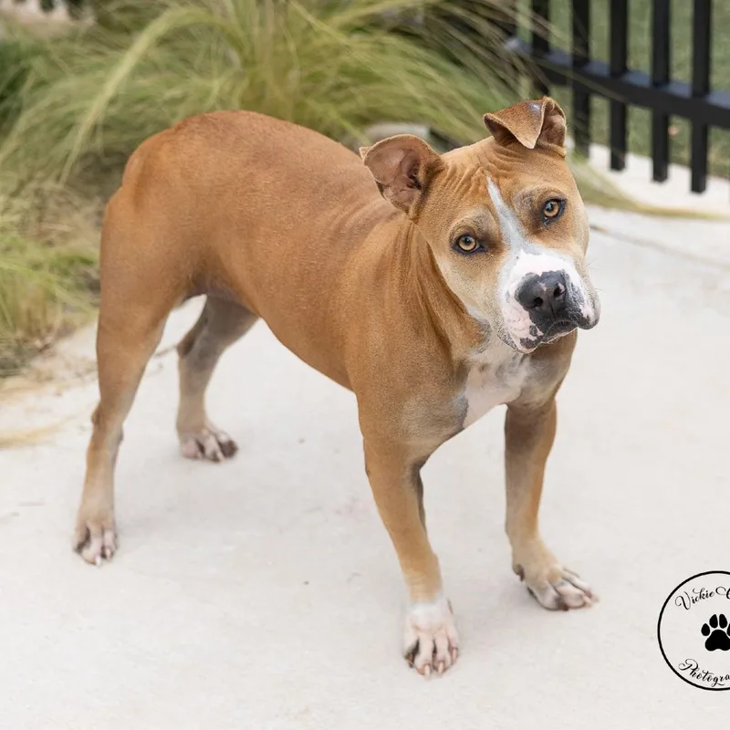 A young medium-sized female Brown / Chocolate Shar-Pei dog named Twinkle for adoption in Abilene, TX