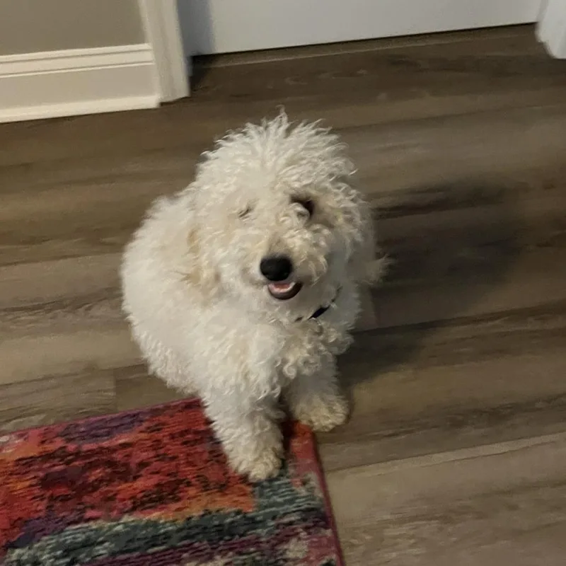 A young small-sized male White / Cream Cockapoo dog named Tucker for adoption in Raleigh, NC