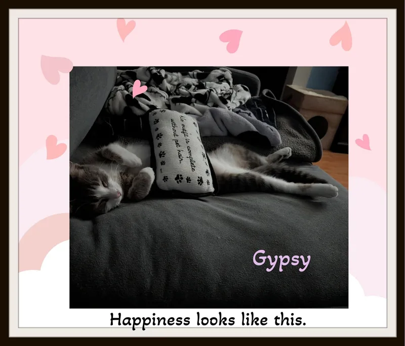 A young medium-sized female Tabby (Brown / Chocolate) Domestic Short Hair cat named Gypsy  The Gentle for adoption in Winston Salem, NC