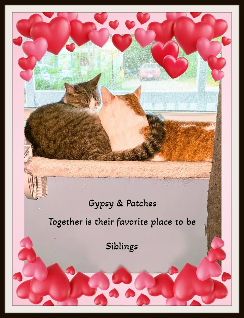 Gypsy  The Gentle thumbnail 2