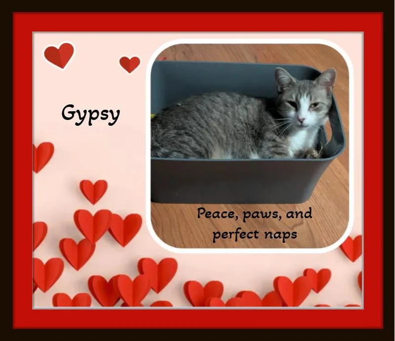 Gypsy  The Gentle thumbnail 3