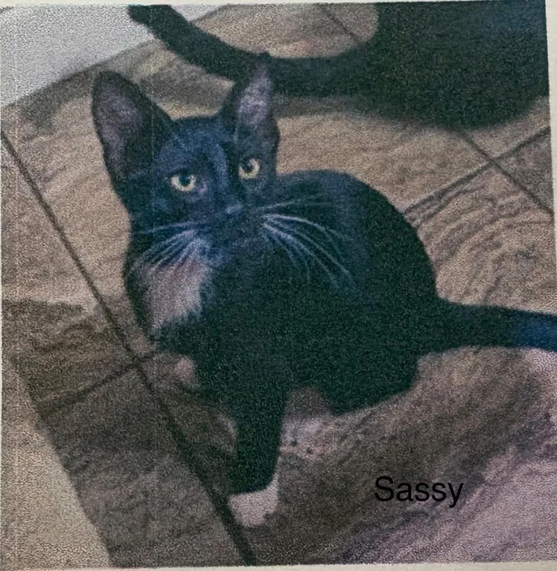 A baby medium-sized female Domestic Short Hair cat named Sassy for adoption in Heber City, UT