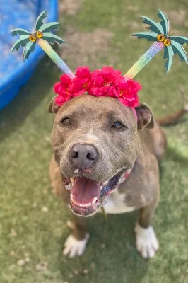 A senior medium-sized female Brindle Pit Bull Terrier dog named Anubis for adoption in Santa Paula, CA