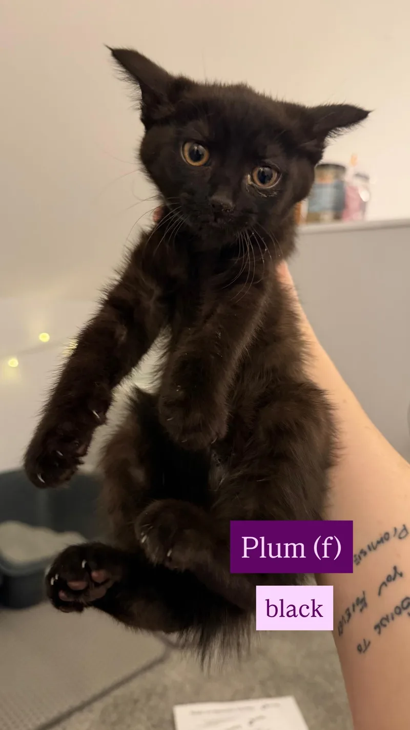 A baby medium-sized female Black Domestic Short Hair cat named Plum for adoption in Columbus, OH