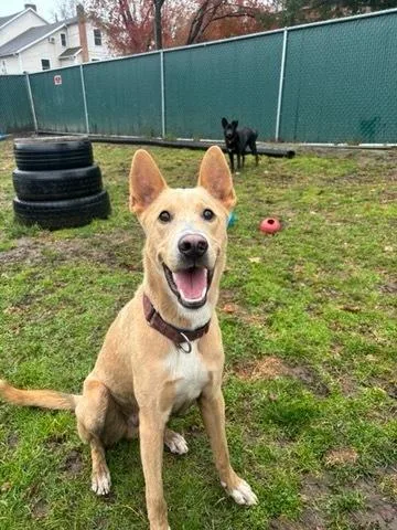 Shamrock thumbnail 2