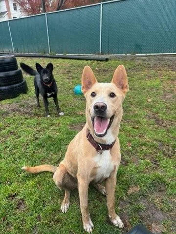 Shamrock thumbnail 3