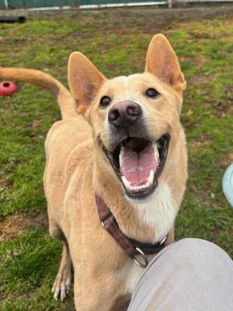 Shamrock thumbnail 4