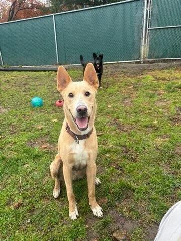 Shamrock thumbnail 6