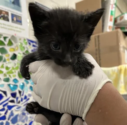 A baby small-sized male Domestic Short Hair cat named Sevro for adoption in Pensacola, FL
