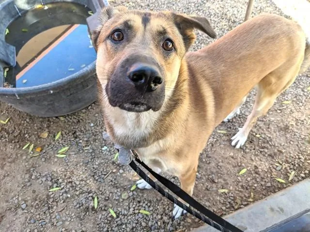 An adult large-sized male German Shepherd Dog dog named Donnie for adoption in Phoenix, AZ