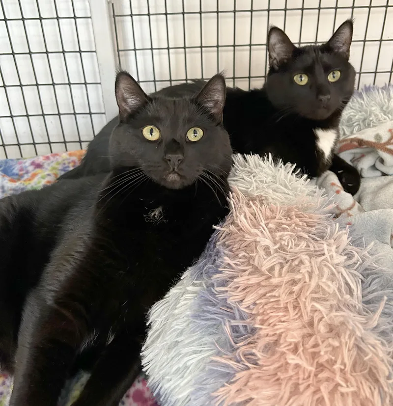 An adult medium-sized female Black Domestic Short Hair cat named Adobo & Parsley for adoption in Parkville, MO