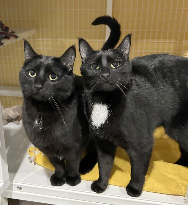 Adobo & Parsley thumbnail 2