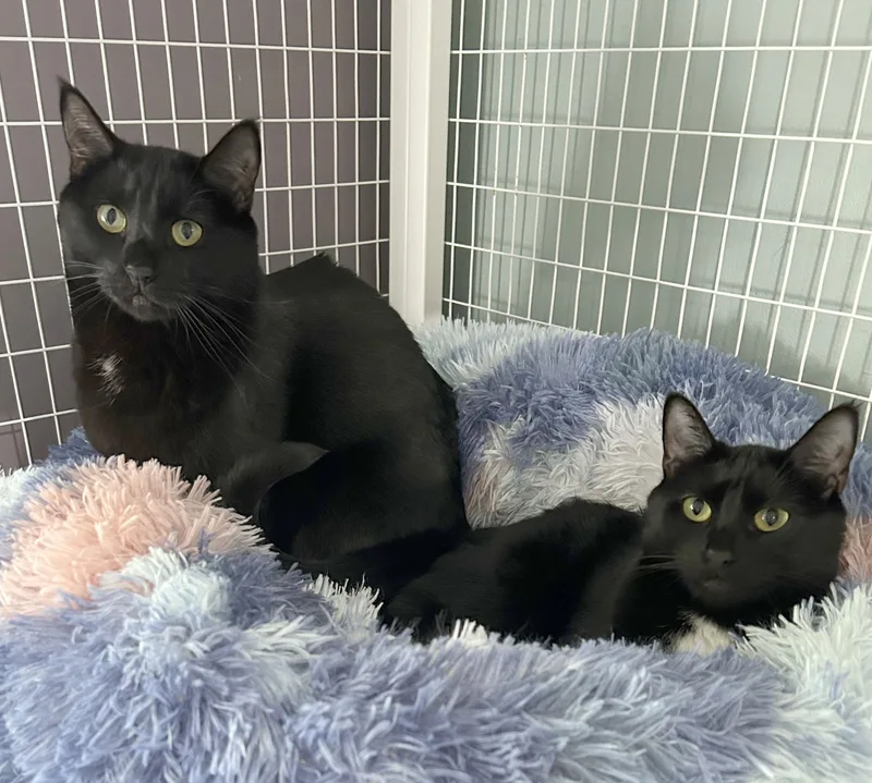 Adobo & Parsley thumbnail 3