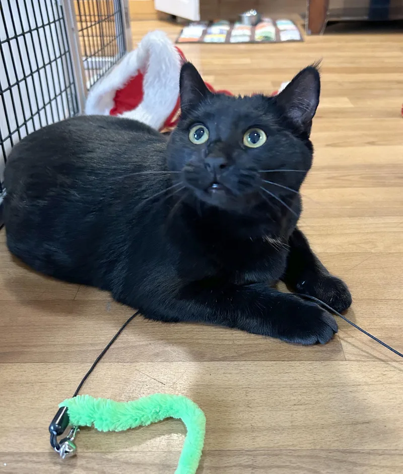 Adobo & Parsley thumbnail 4