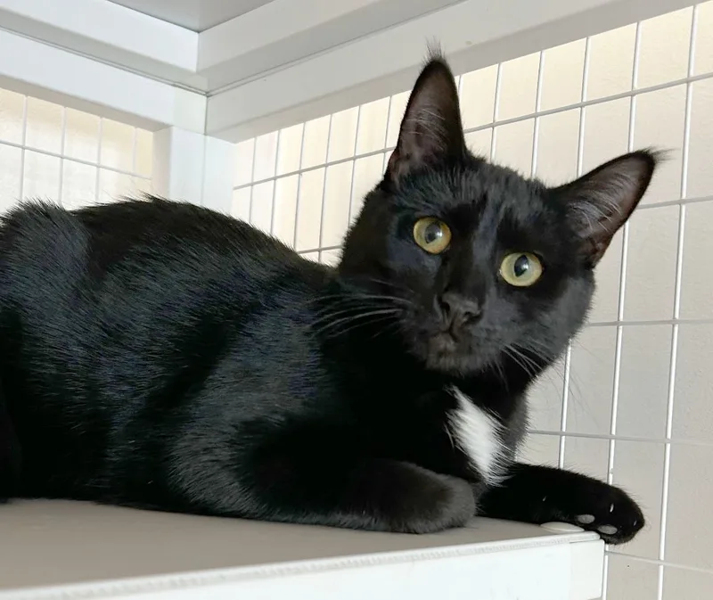 Adobo & Parsley thumbnail 5