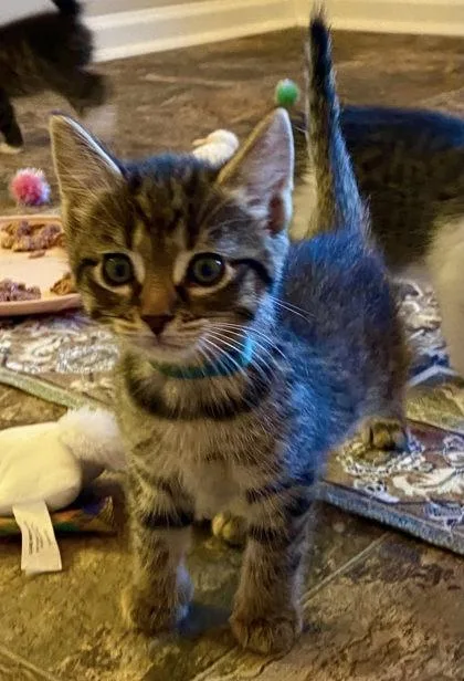 A baby small-sized male Domestic Short Hair cat named Tiger for adoption in Cumming, GA