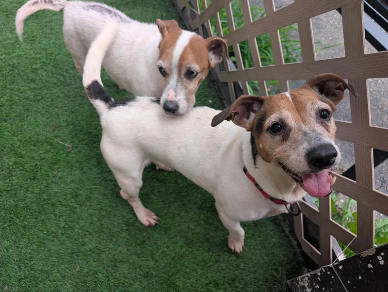 A senior small-sized male Jack Russell Terrier dog named Jack of Jack and for adoption in Amelia, OH