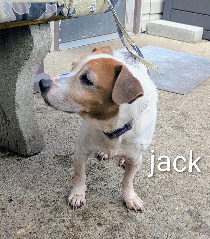 Jack of Jack and thumbnail 6