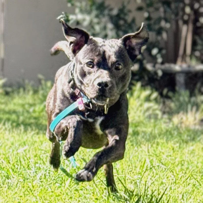 A young medium-sized male Pit Bull Terrier dog named Finn for adoption in Oakland, CA