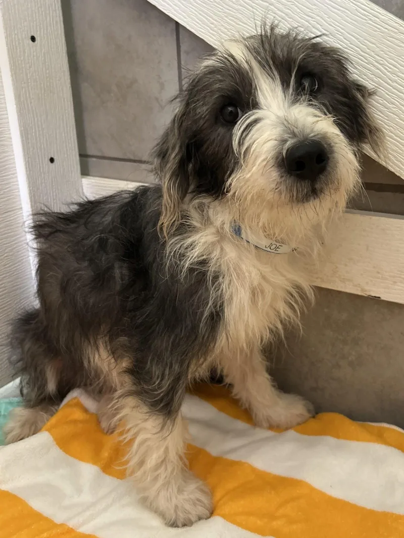 A young medium-sized male Terrier dog named Joe Jul for adoption in Pacolet, SC