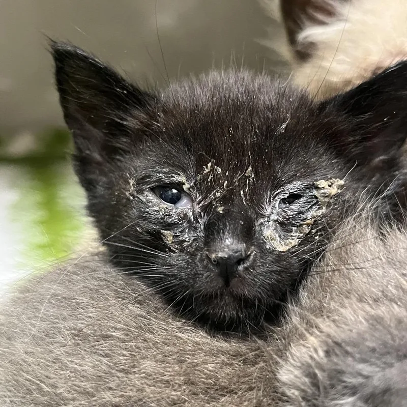 A baby small-sized female Black Domestic Short Hair cat named Mazapan for adoption in Yuma, AZ