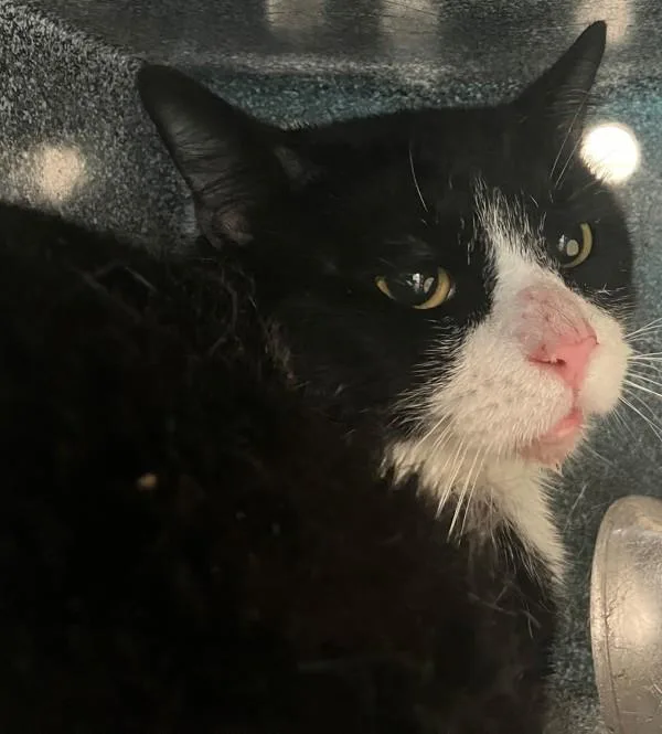 An adult medium-sized male Domestic Short Hair cat named Wavy for adoption in Staten Island, NY