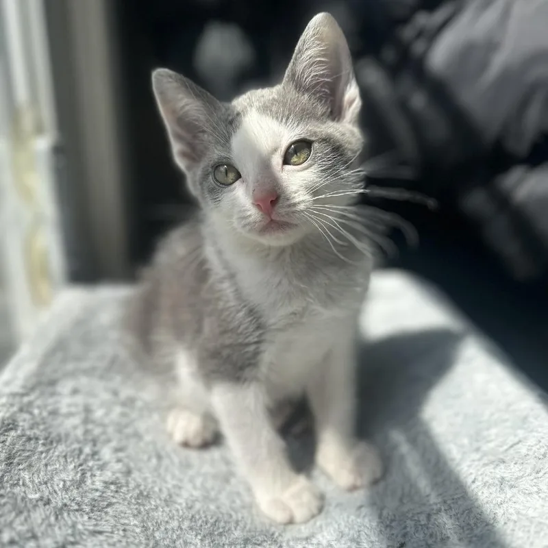 A baby small-sized male Gray / Blue / Silver Domestic Short Hair cat named Marvin Gaye for adoption in Forest Park, IL