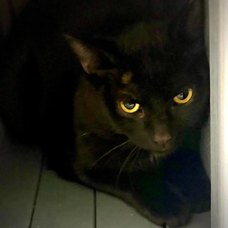 A young small-sized male Domestic Short Hair cat named Suite Siblings: Cody for adoption in Washington, DC