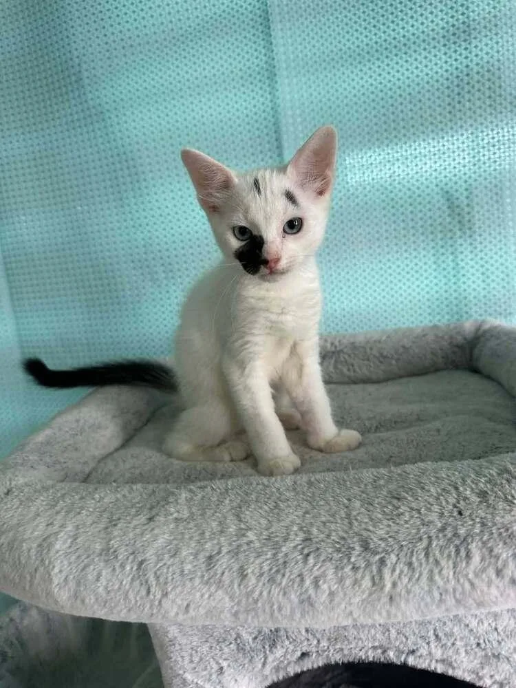 A baby small-sized male Black & White / Tuxedo Domestic Short Hair cat named Mauro for adoption in New Bedford, MA