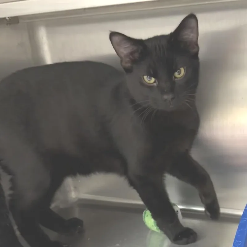 A young medium-sized male Black Domestic Short Hair cat named Omen for adoption in Naperville, IL