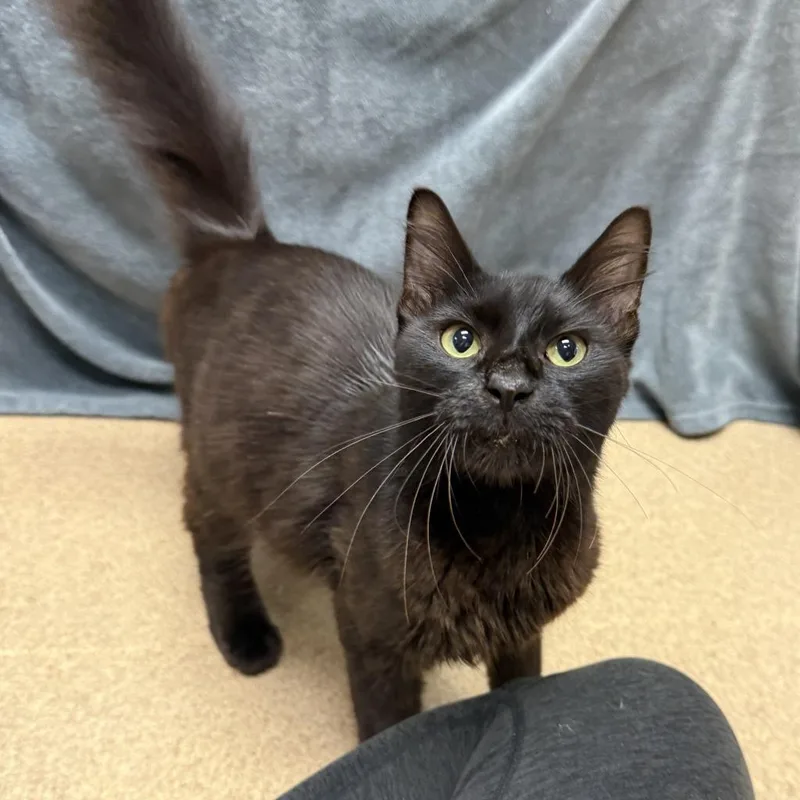 A young medium-sized male Domestic Long Hair cat named Onyx for adoption in Brenham, TX