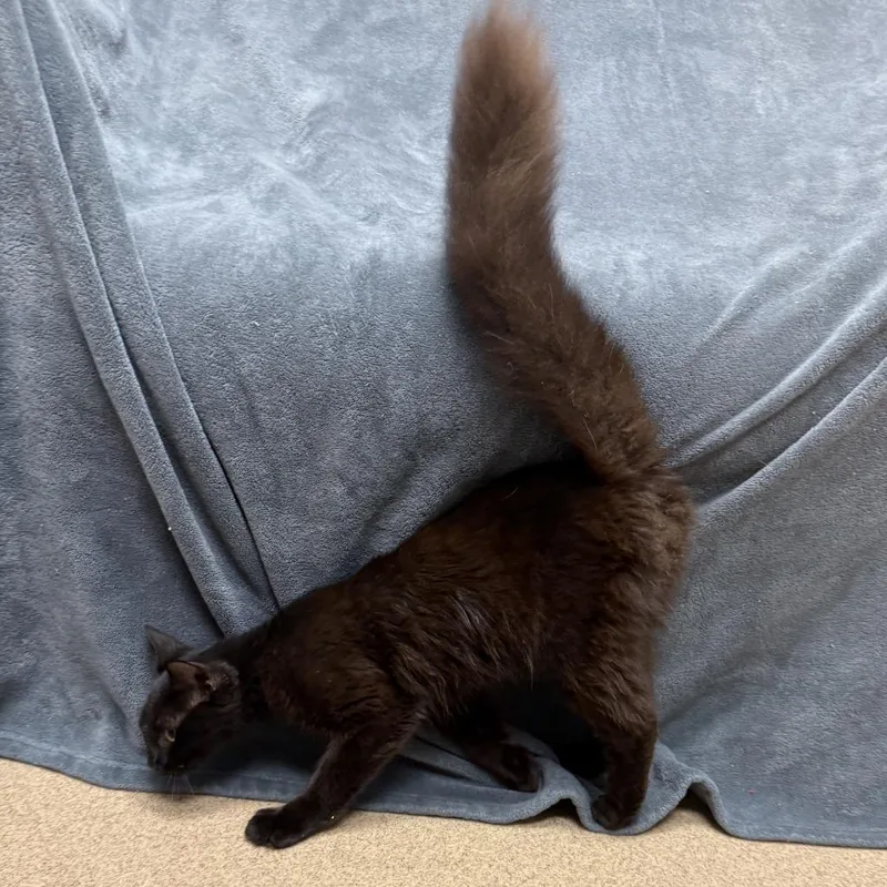 Onyx thumbnail 6