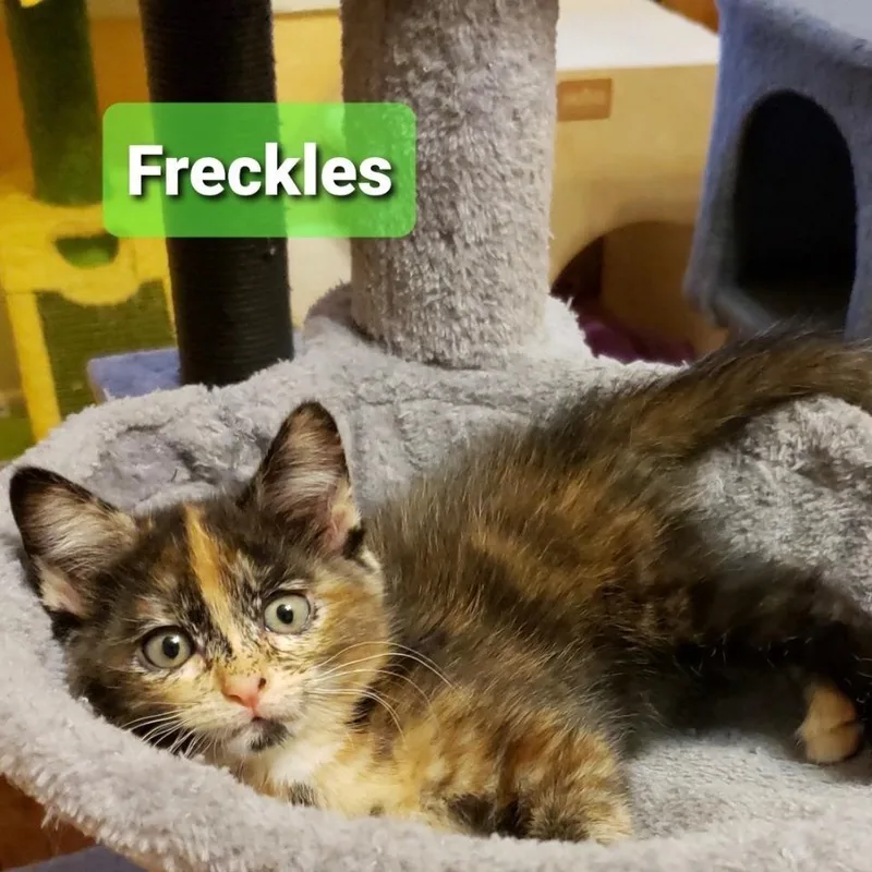 A baby small-sized female Tortoiseshell Domestic Short Hair cat named Freckles for adoption in Carmel, IN