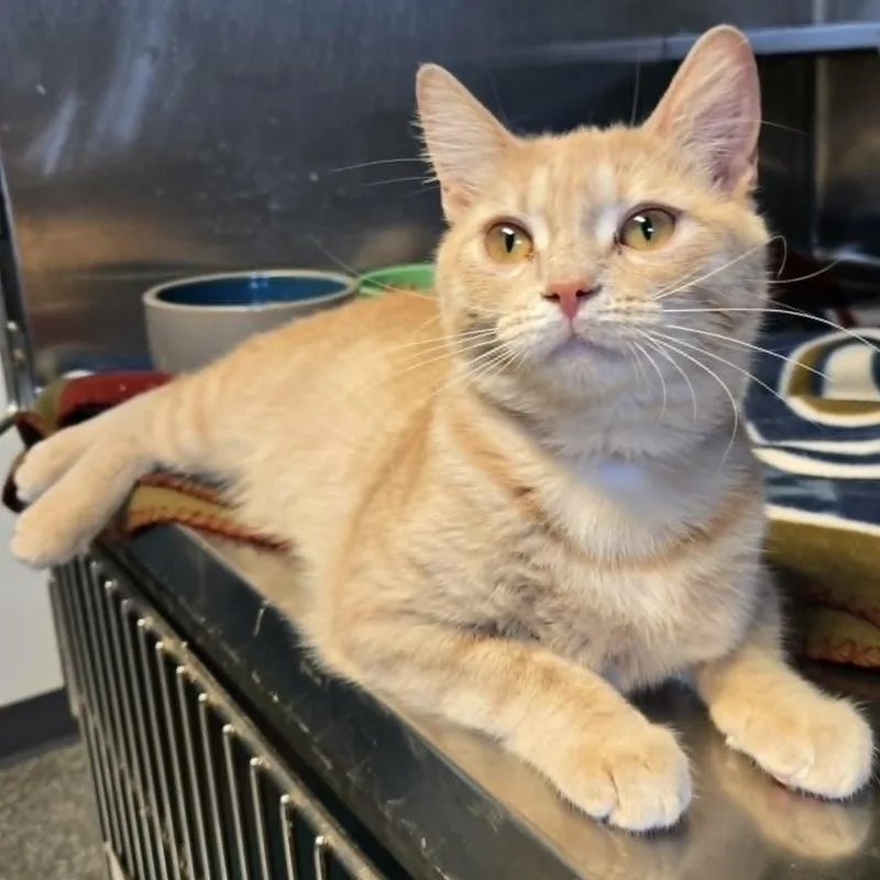 A young medium-sized female Tabby (Orange / Red) Domestic Short Hair cat named Rumi for adoption in Watertown, WI