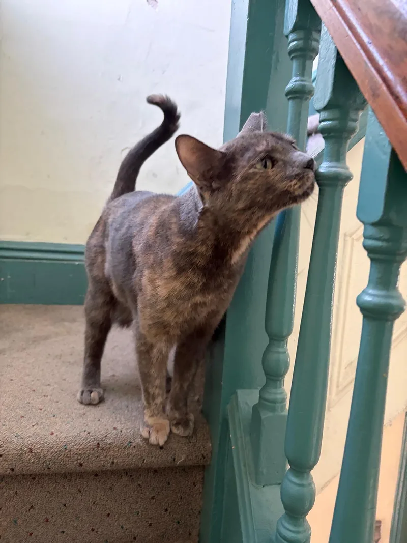 A young medium-sized female Dilute Tortoiseshell Domestic Short Hair cat named Callie for adoption in Brooklyn, NY