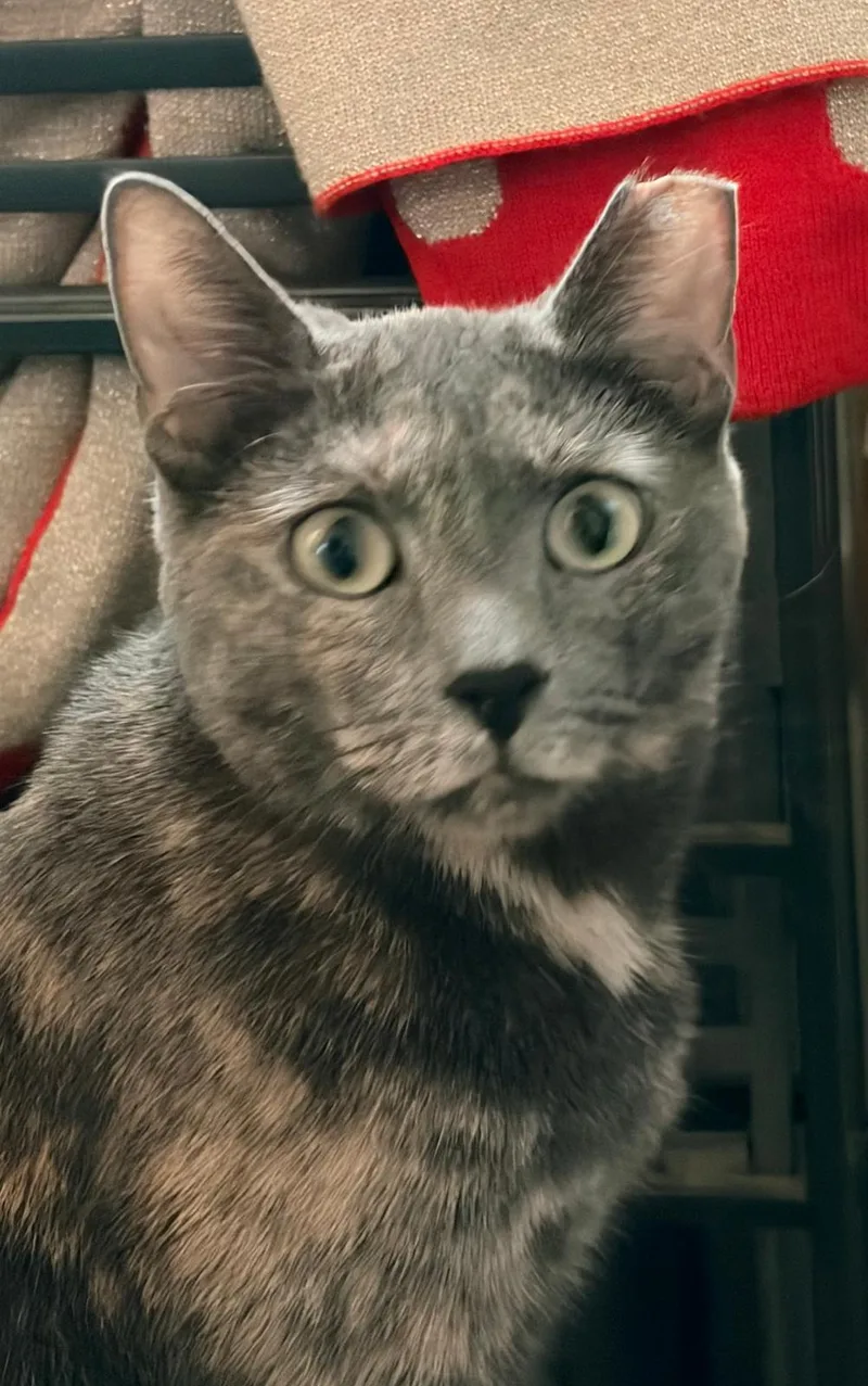 Callie thumbnail 3