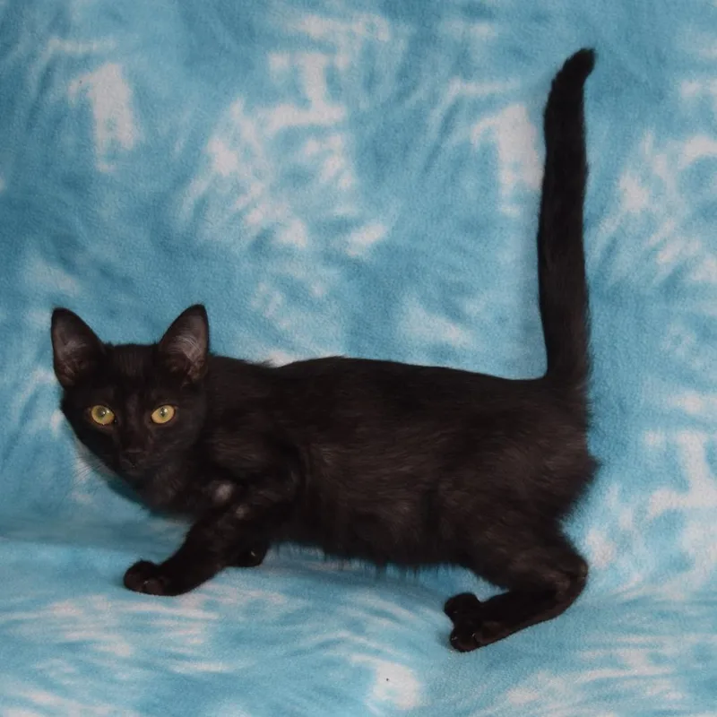 A baby small-sized male Black Domestic Short Hair cat named Lupin for adoption in Eureka, CA